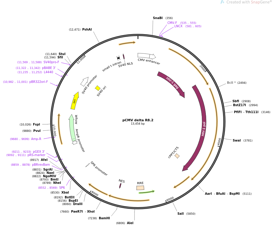 pCMV delta R8.2质粒图谱